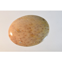Fossil Palm Oval Cabochon
