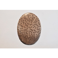Fossil Palm Oval Cabochon