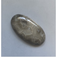 Fossil Coral Freeform Cabochon