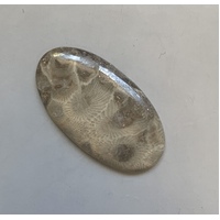 Fossil Coral Freeform Cabochon