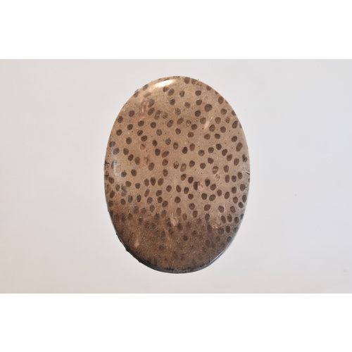 Fossil Palm Oval Cabochon