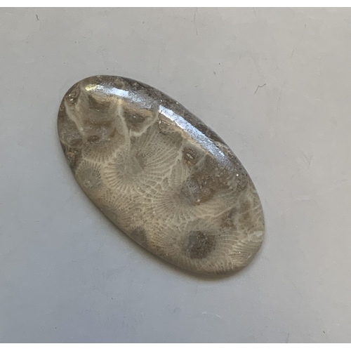 Fossil Coral Freeform Cabochon